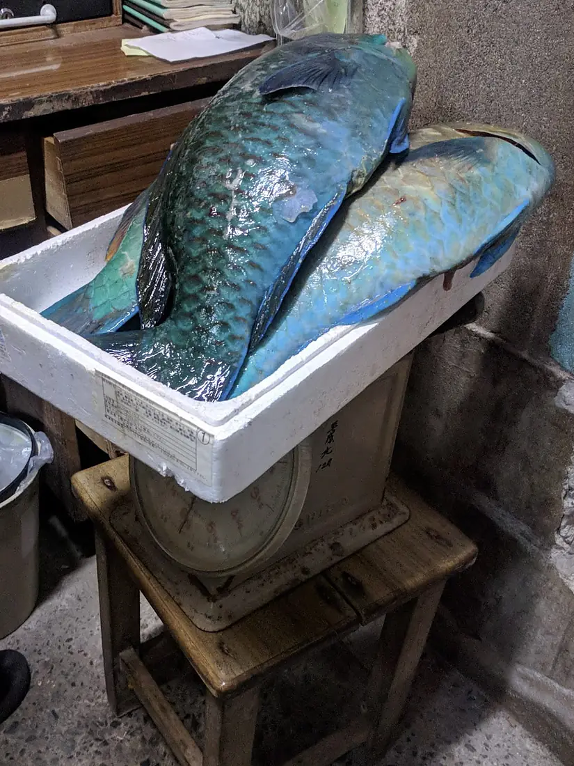 Irabucha for sale Amami Oshima