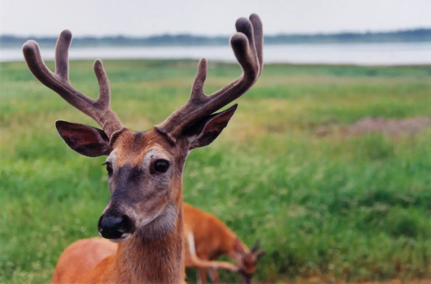 Anticosti cerf Virginie 950710 19