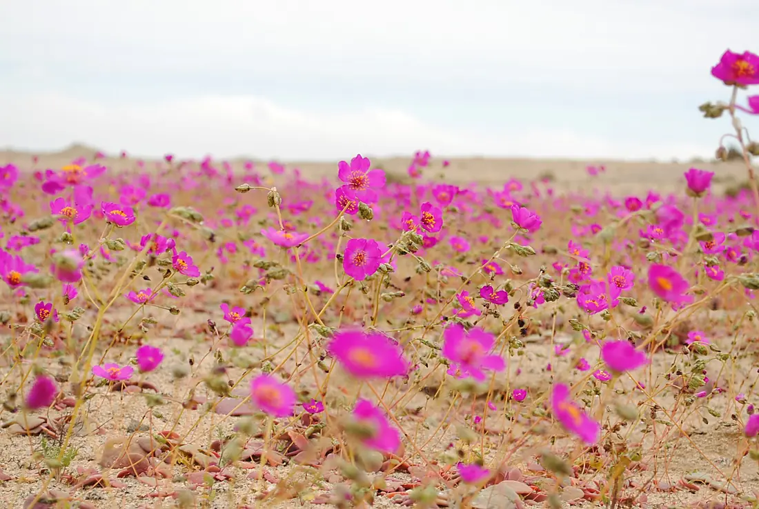 Desierto florido 2010