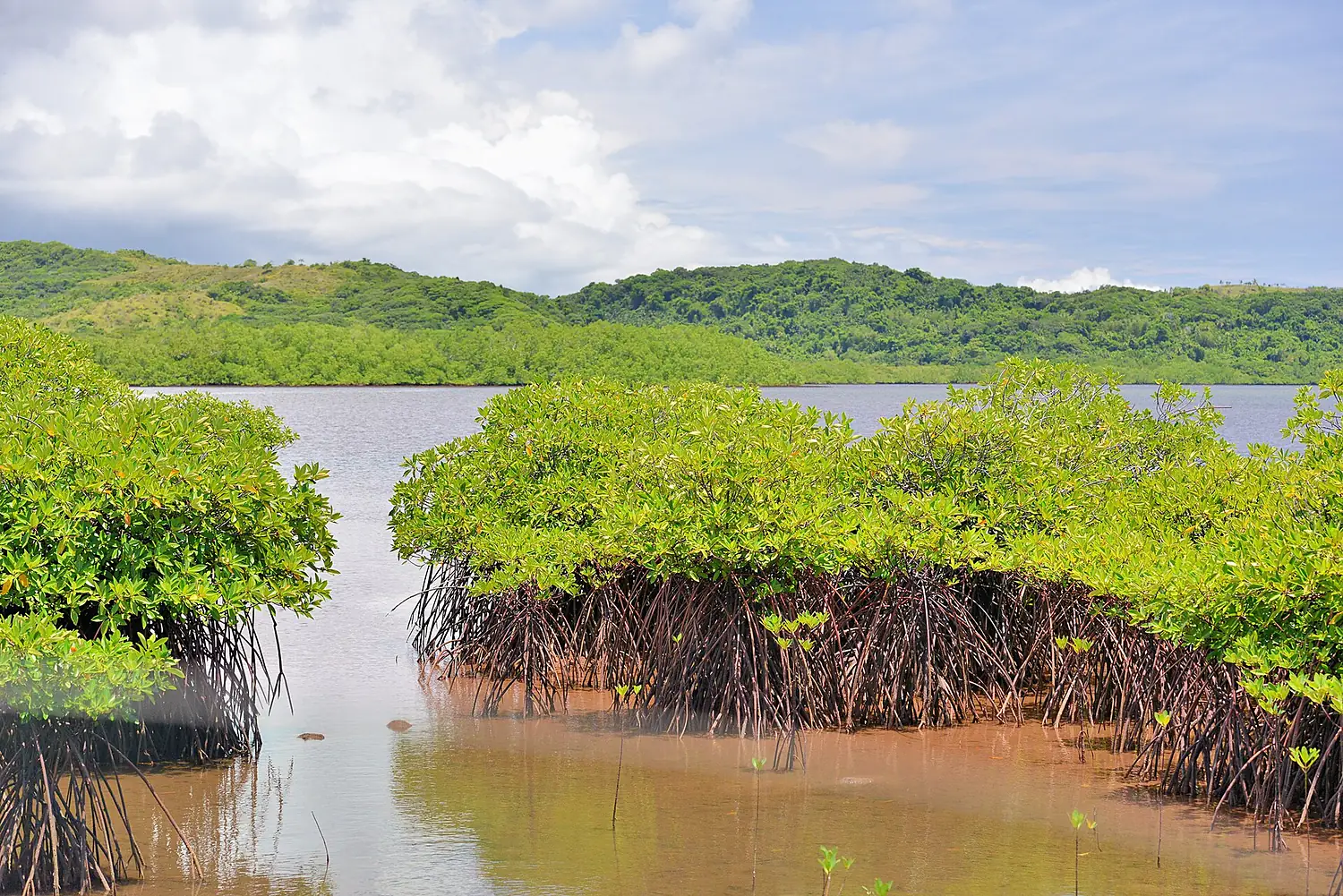 Mangrove - panoramio (5)