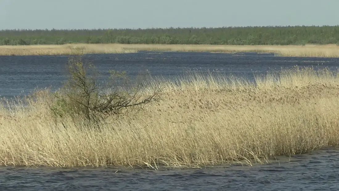 20210520 Lake Beloye (Vologda Oblast) 01