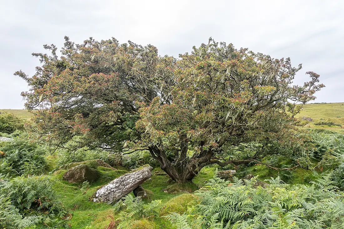 Bodmin Moor, Cornwall-9094
