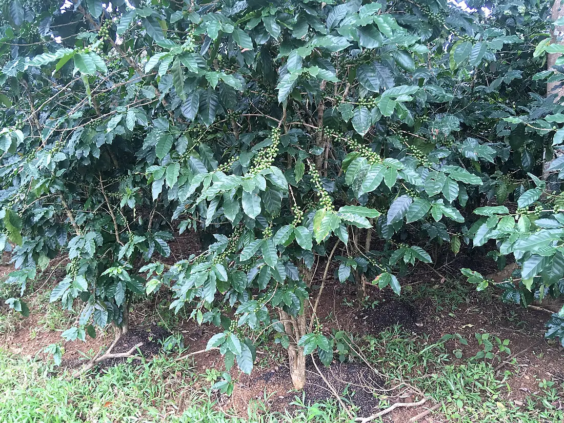 Coffee plantations Bolaven Plateau 01