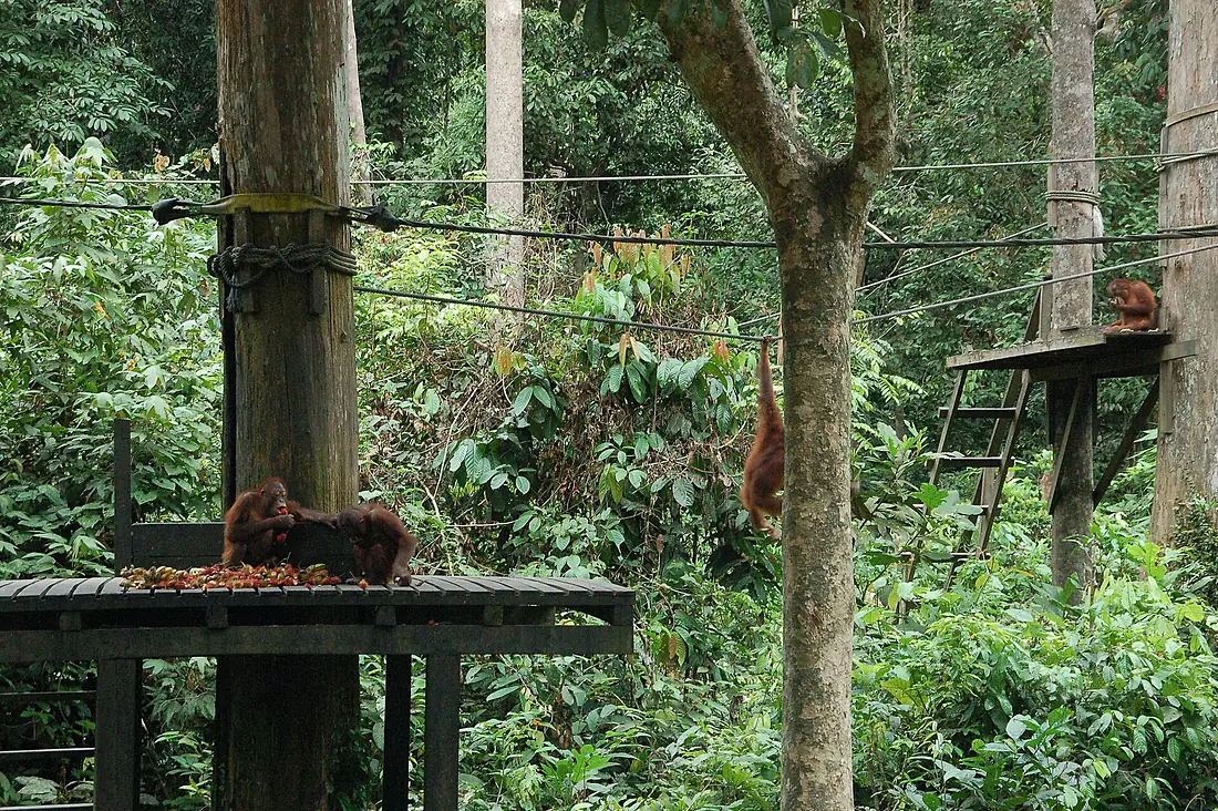 011188 Sepilok - Orangutan Rehabilitation Centre (Borneo)