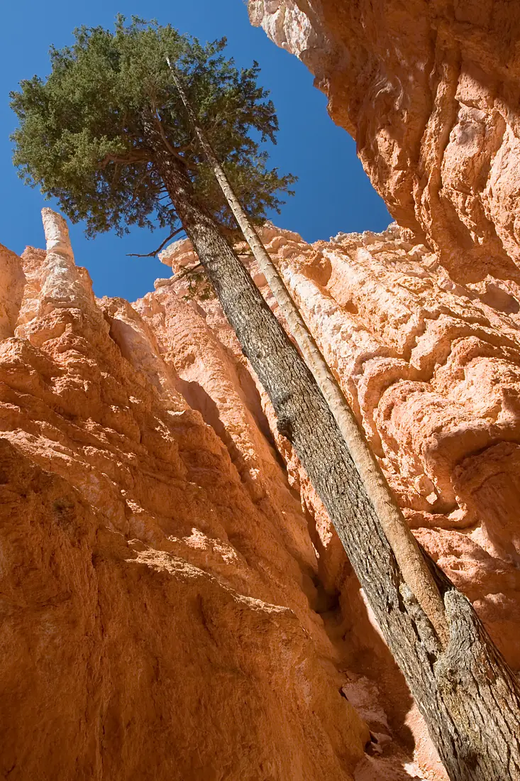 Bryce Canyon Wallstreet Tree MC