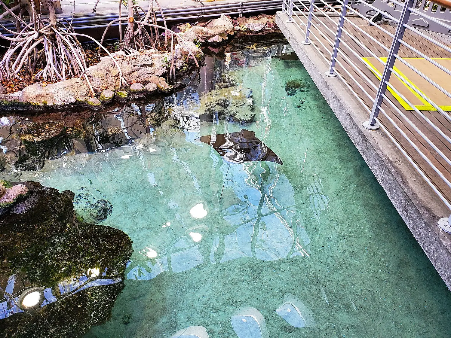 CaliforniaAcademyOfSciencesAquarium2
