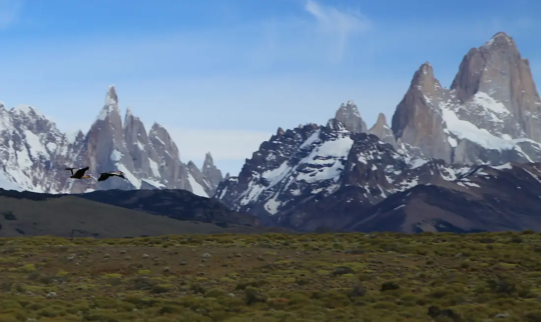 Black-faced Ibis flying by Cerro Torre (5463781239)