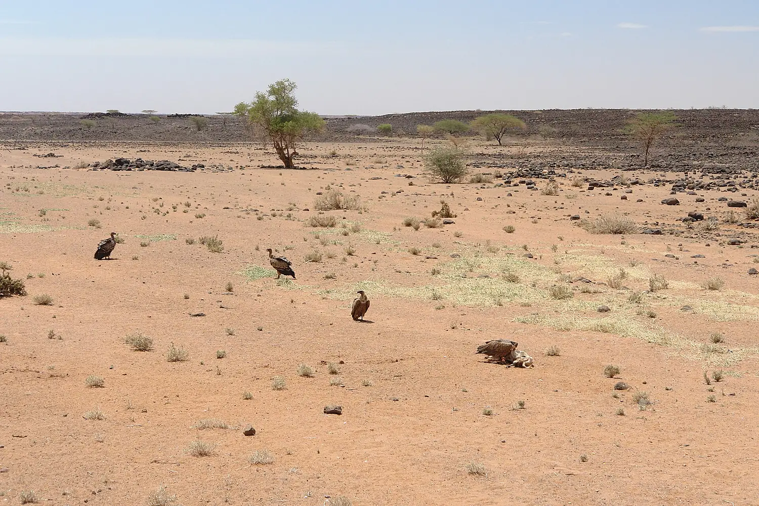 Chalbi Desert DSC08729