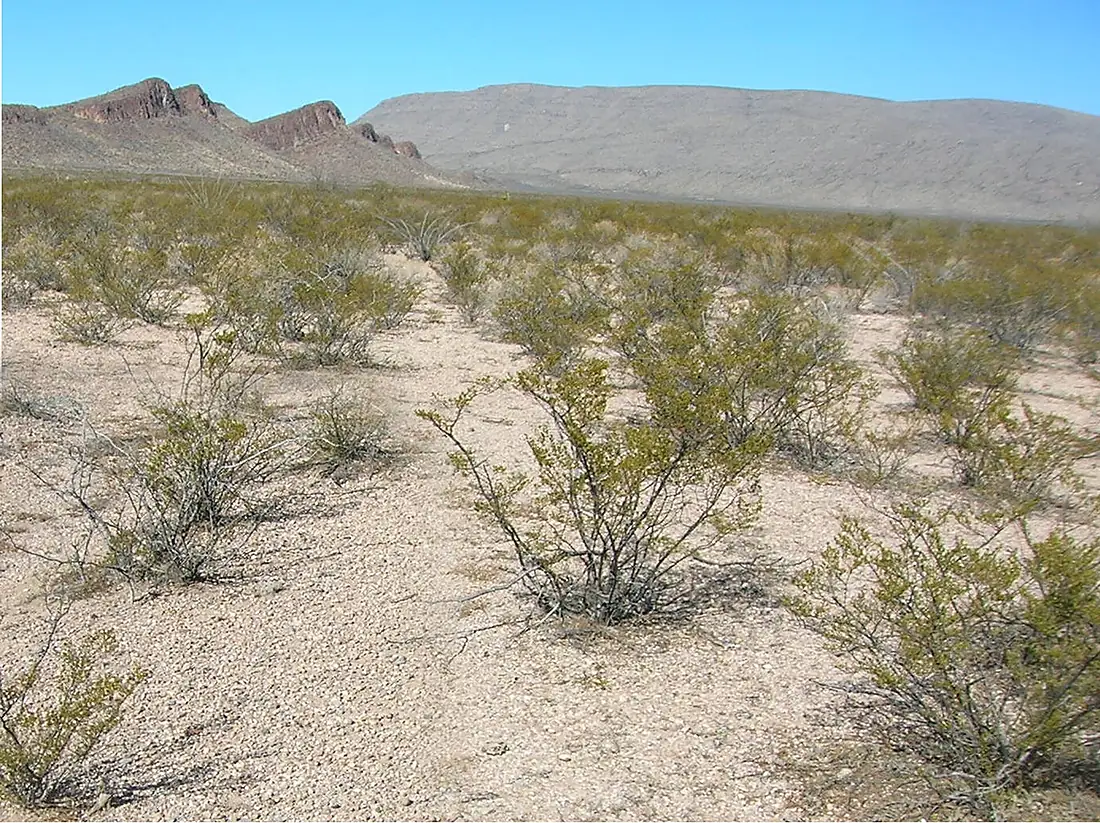 Chihuahuan Desert 01