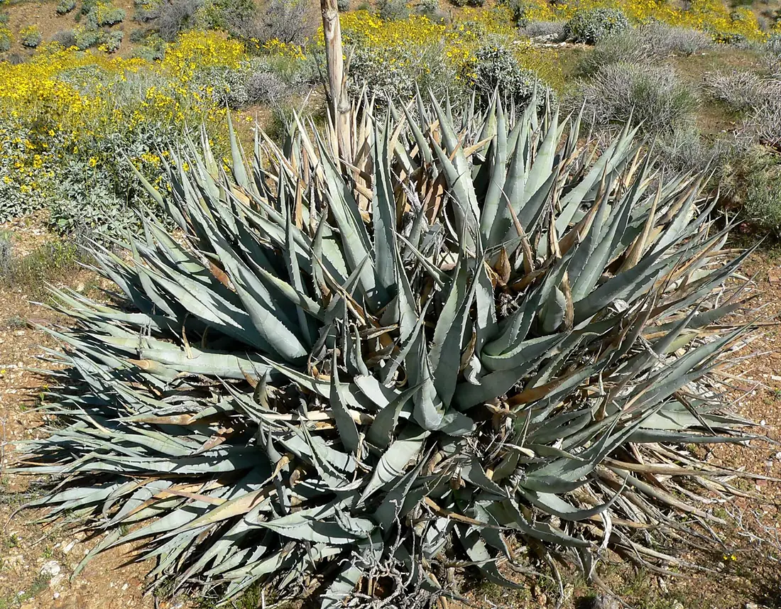 Agave deserti 1
