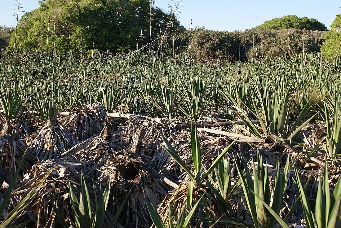 EuropaIsland Sisal 02
