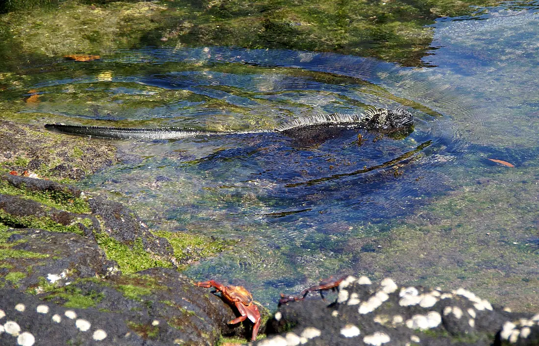 Marine Iguana swimming, Fernandina, Punta Espinosa
