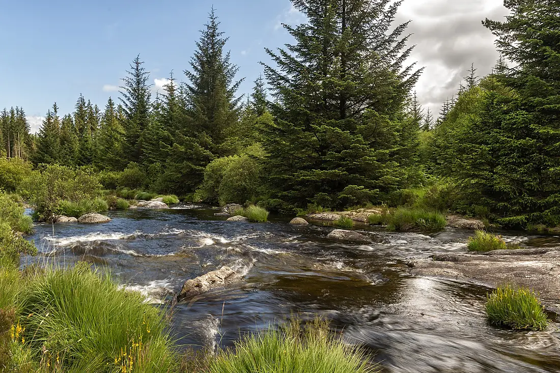 Galloway Forest Park (48271404186)