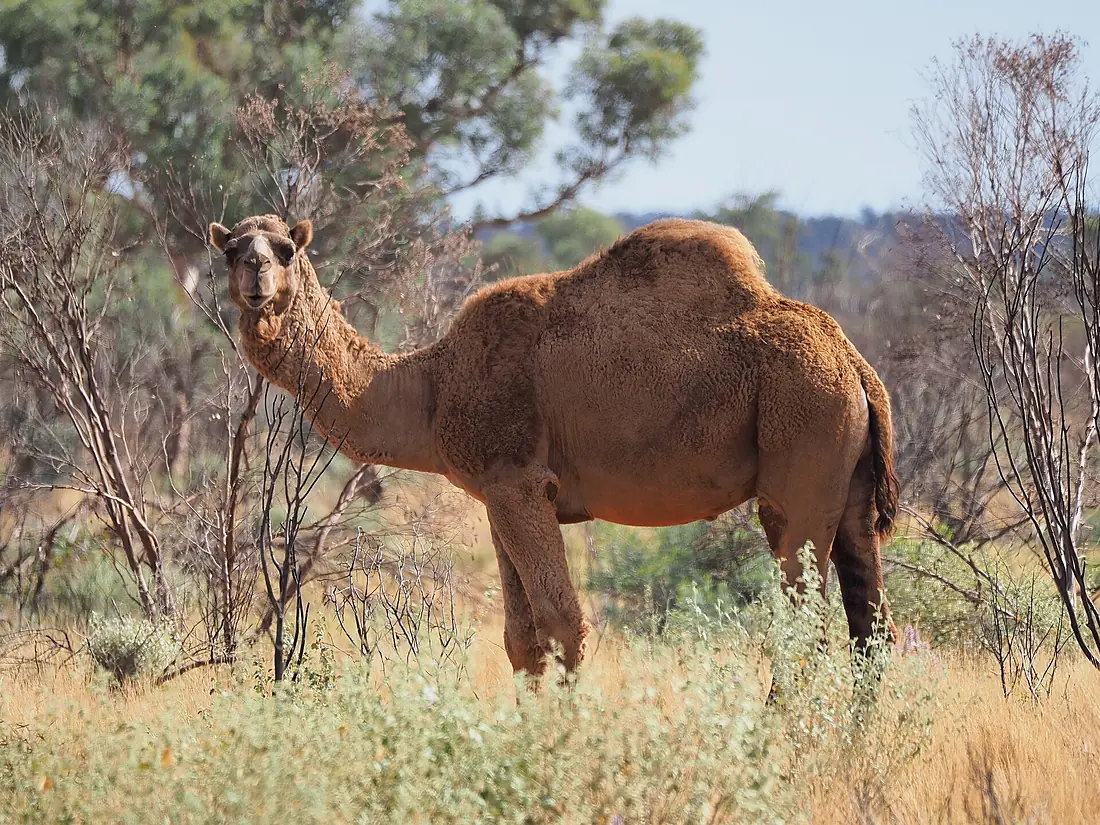 Shattuck 68119, Anne Beadell Highway, west of Neale Junction, Western Australia (51253445157)