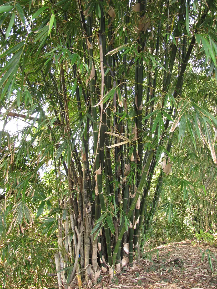 20100713 Hautambu Friary 002