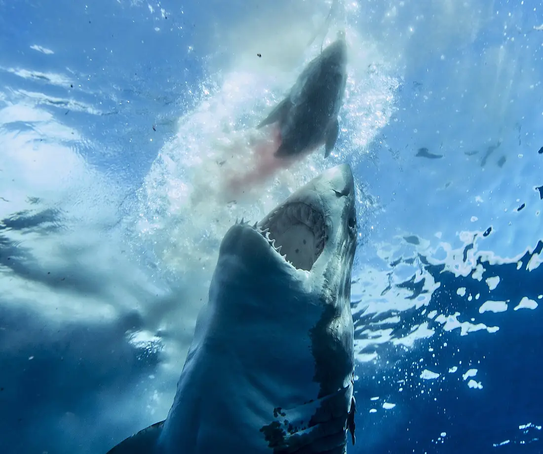 Guadalupe Island Great White Shark Cage Diving