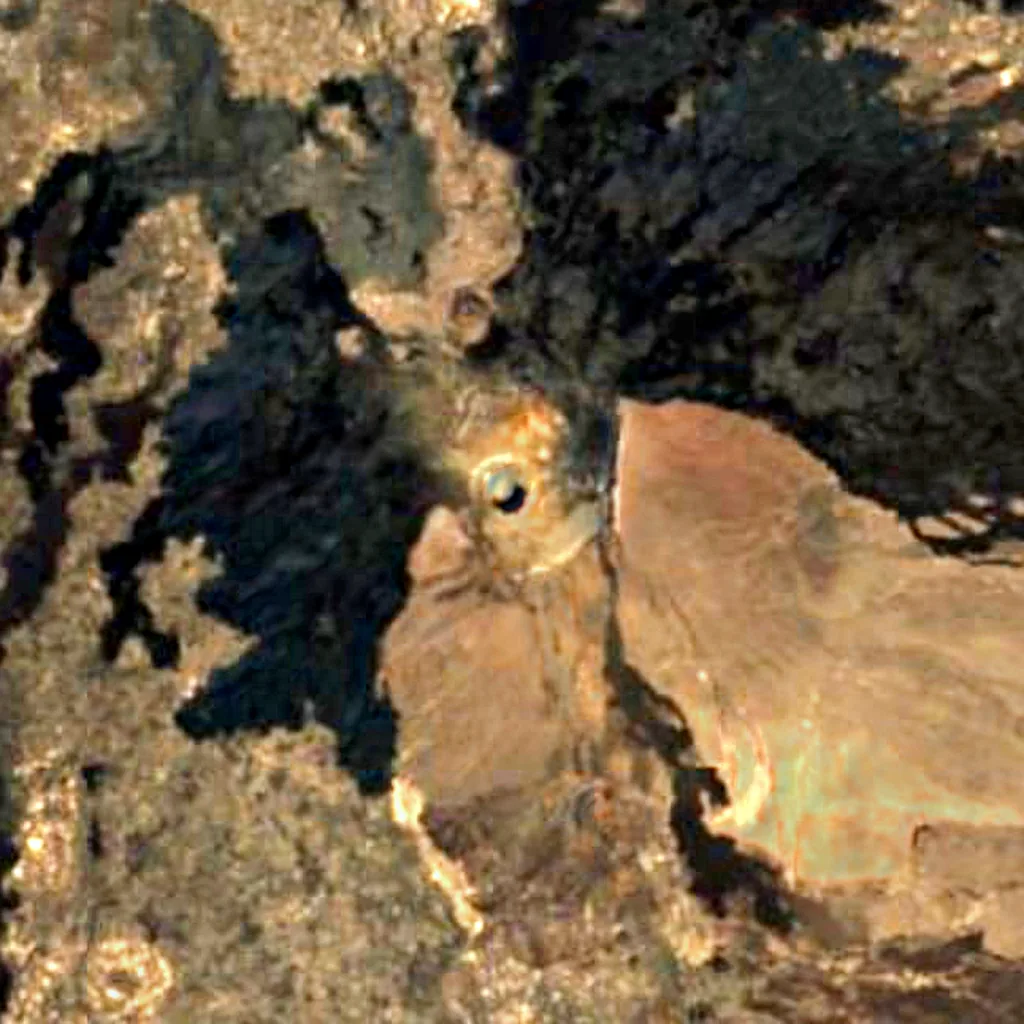 Hayli Gubbi seen from above (Sentinel-2)