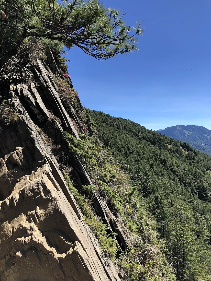 Plants on the Cliff of Hehuanshan