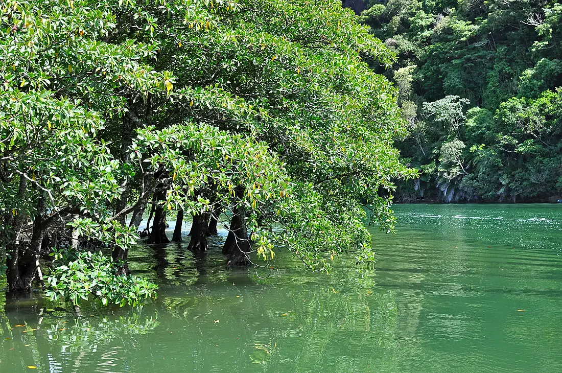 Iriomote Island Mangrooves
