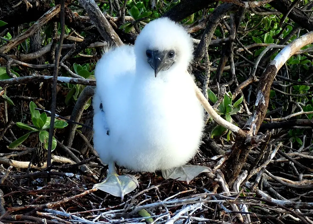 Juvenile Red-footed booby 01 USFWS
