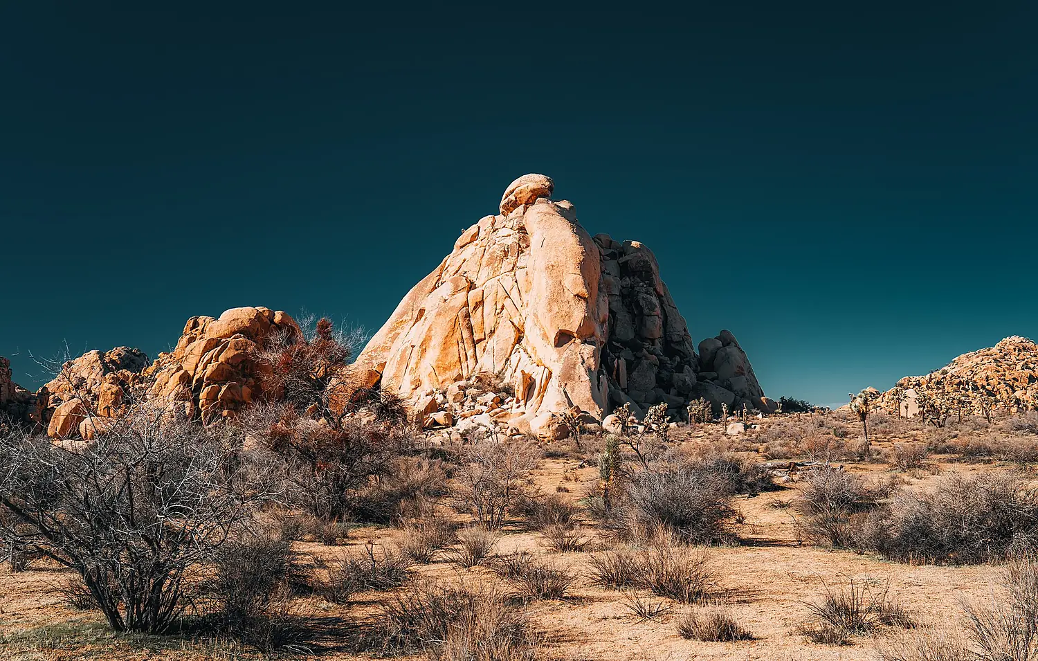 Joshua Tree National Park 2025