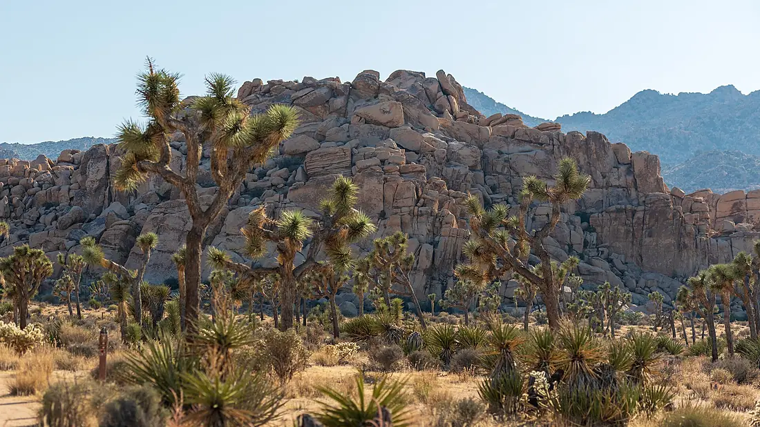 Alien Valley