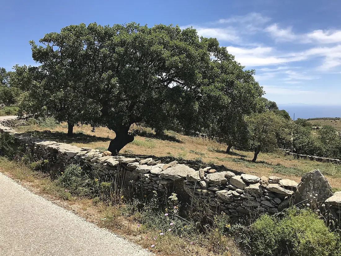 Aged oak tree