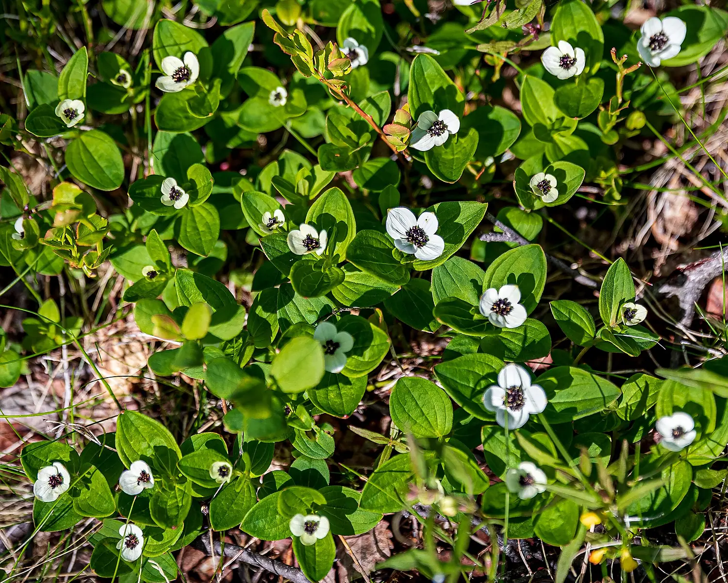 Kilpisjärvi, Lapland (52227813949)