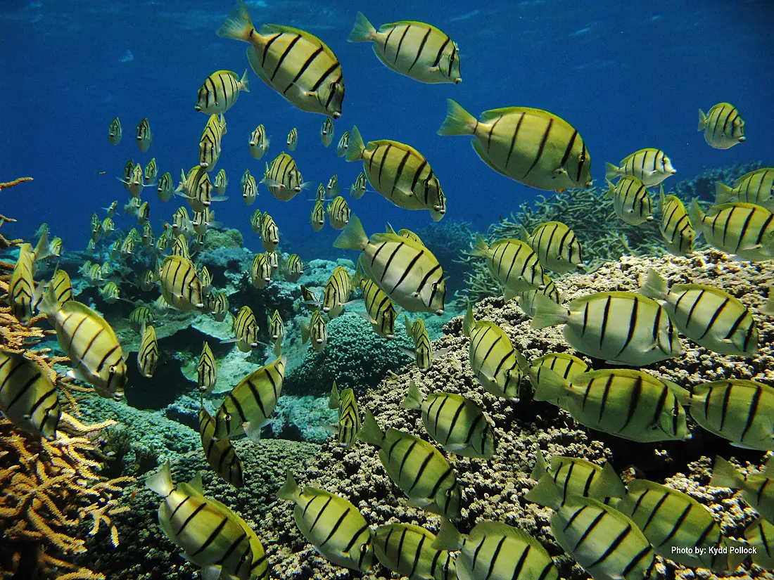 A school of manini at Kingman Reef NWR (12197790793)