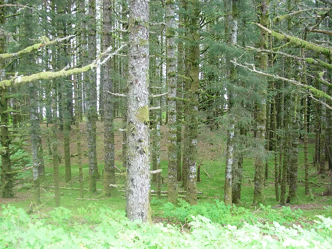 Kodiak woods floor