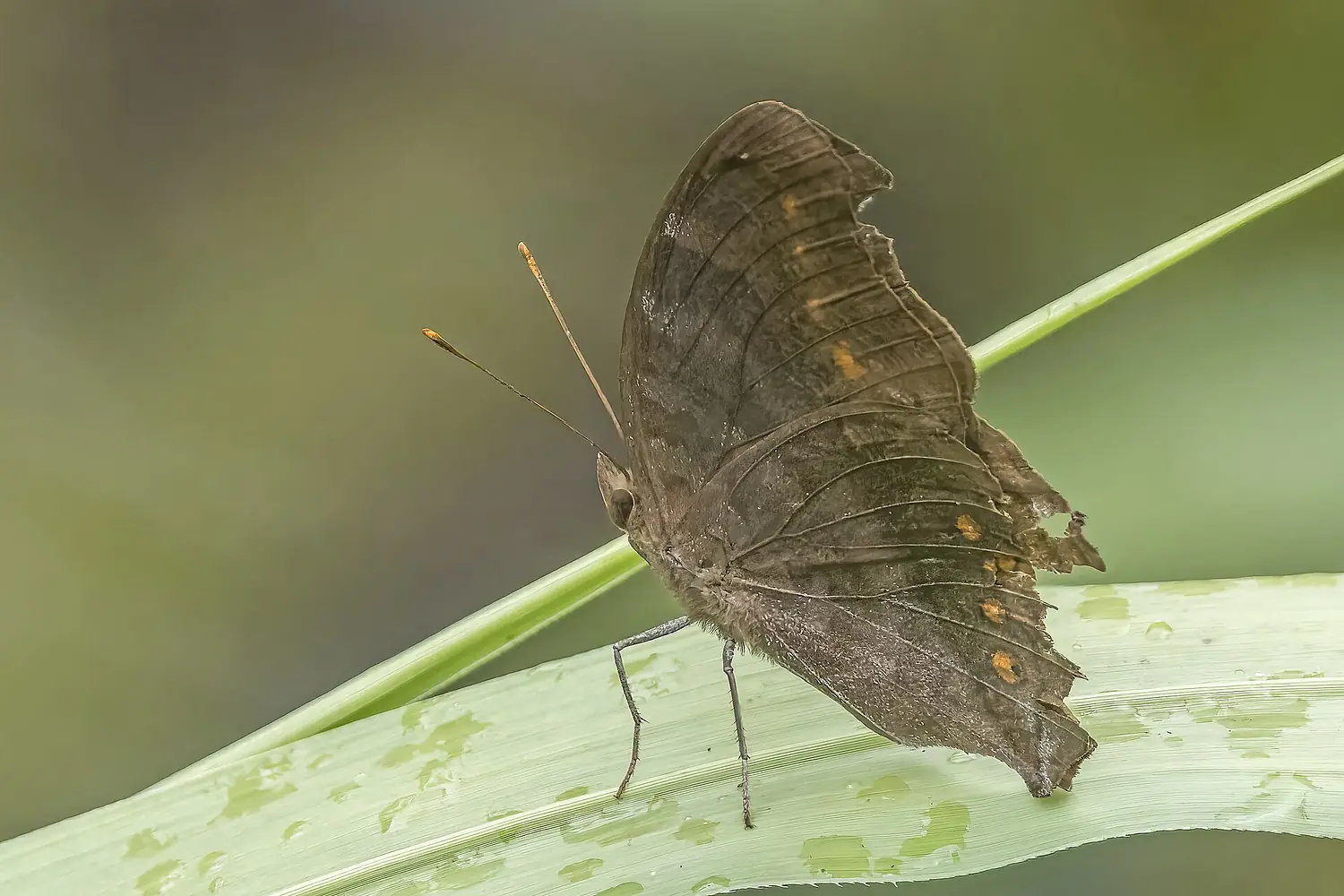 Brown pansy (Junonia hedonia zelima) Koror