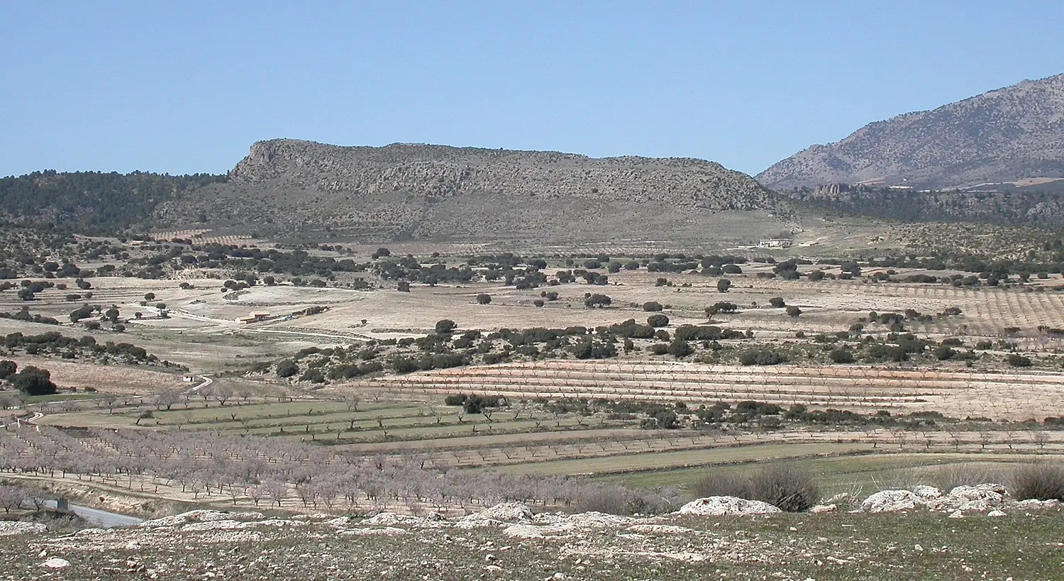 Molata de Casa Vieja