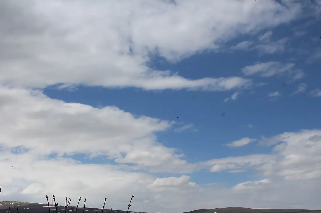 Armenian gulls in the sky of Arpi lake (1)