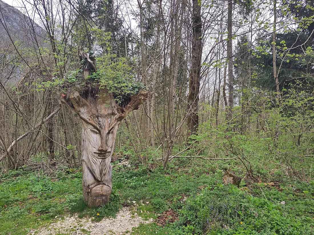 Arbre taillé au lac Bohinj