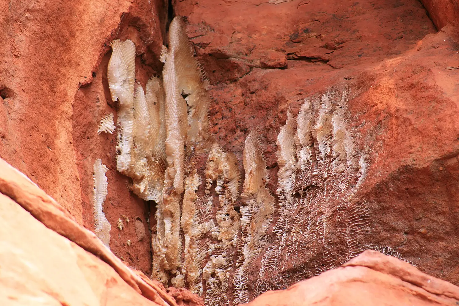 Native bee hive