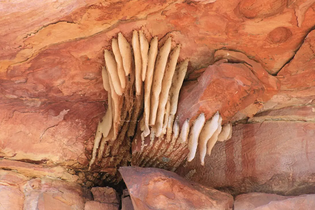 Bee Hive, Durba Springs in Western Australia