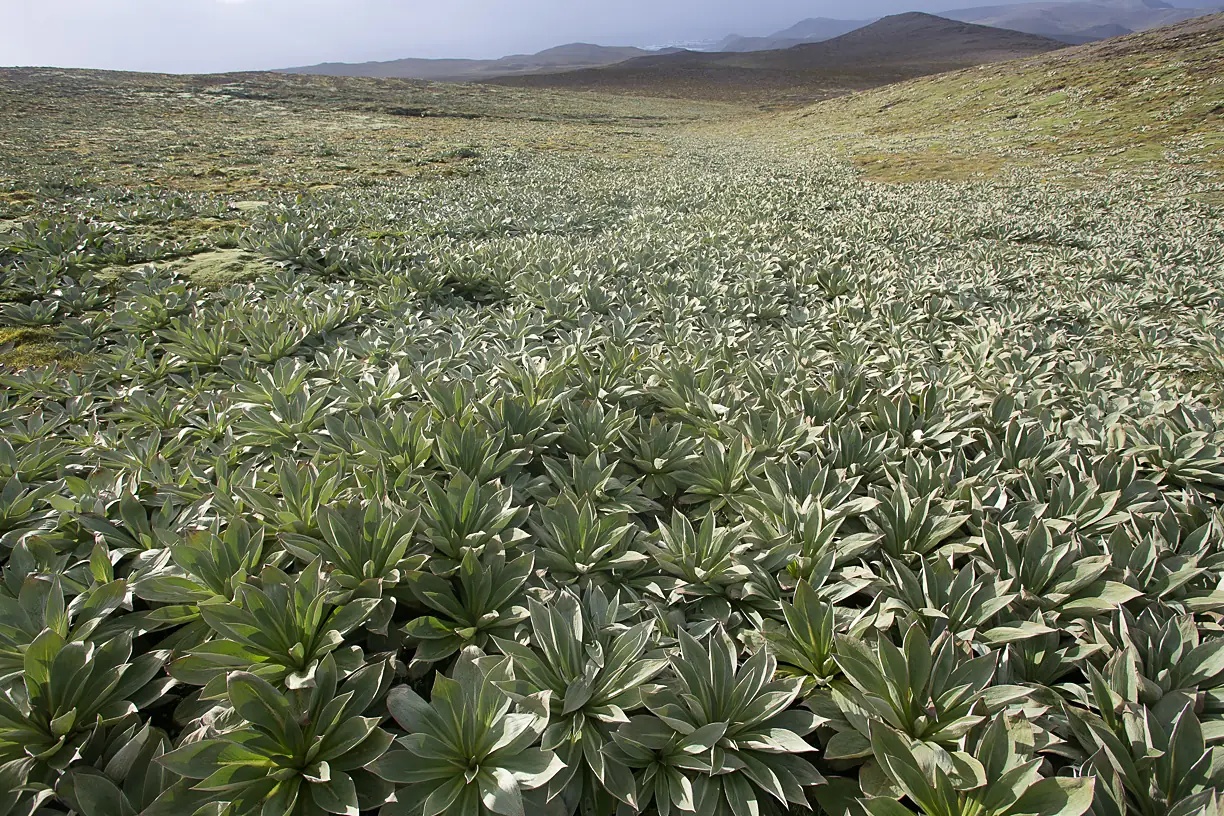 Pleurophyllum hookeri Macquarie Island