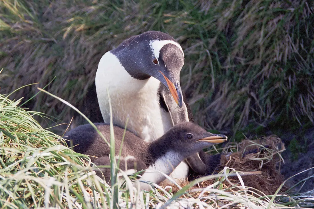 MacquarieIslandGentoo