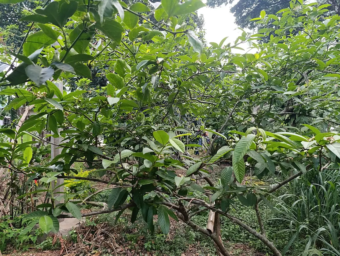 Arbre fruitiers sur le pic d'Agou