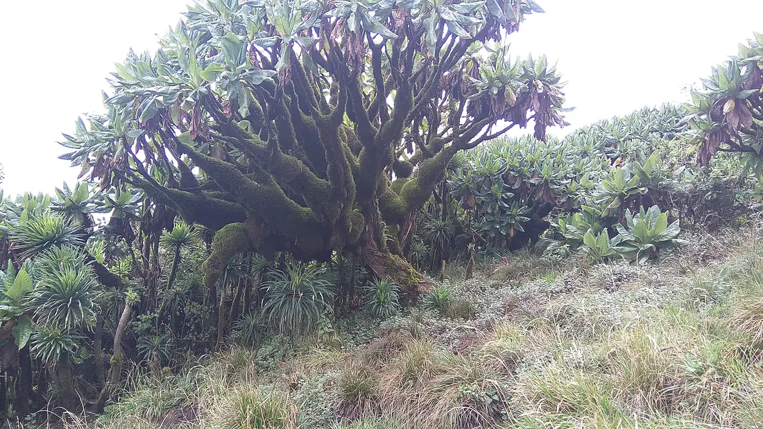 Roberia at the top of Bisoke volcano