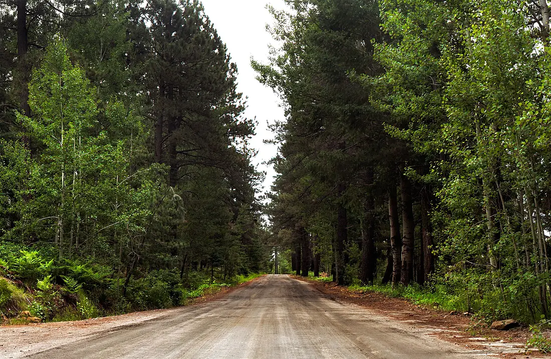 Forest Road Mt Graham