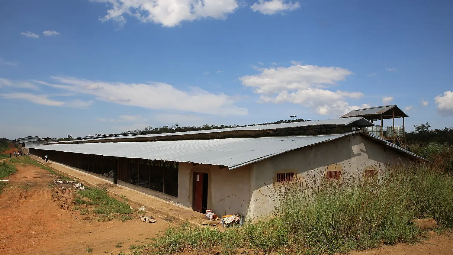Ferme avicole mont koupé Moungo(10)