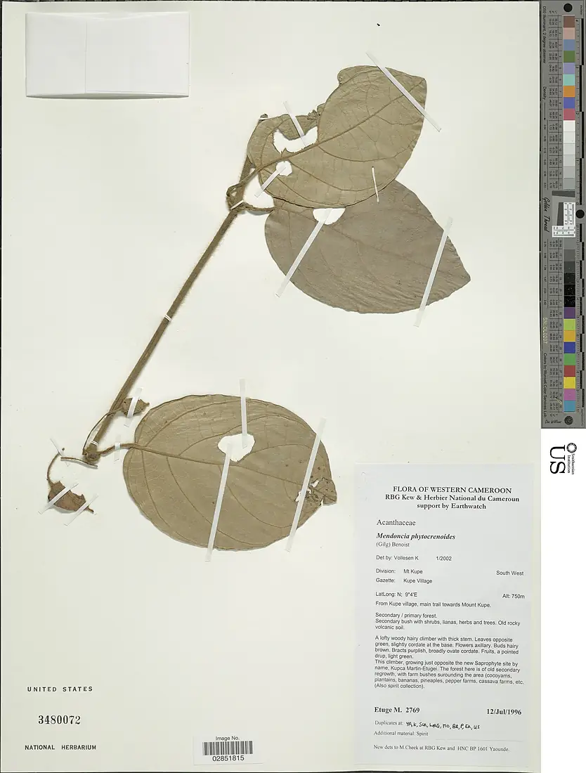 Mendoncia phytocrenoides-NMNH-02851815
