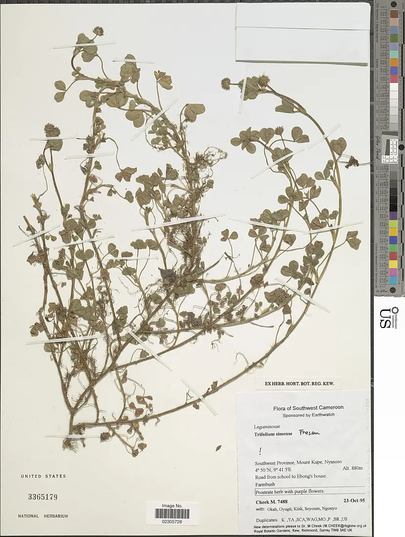 Trifolium simense-NMNH-02305728-000002