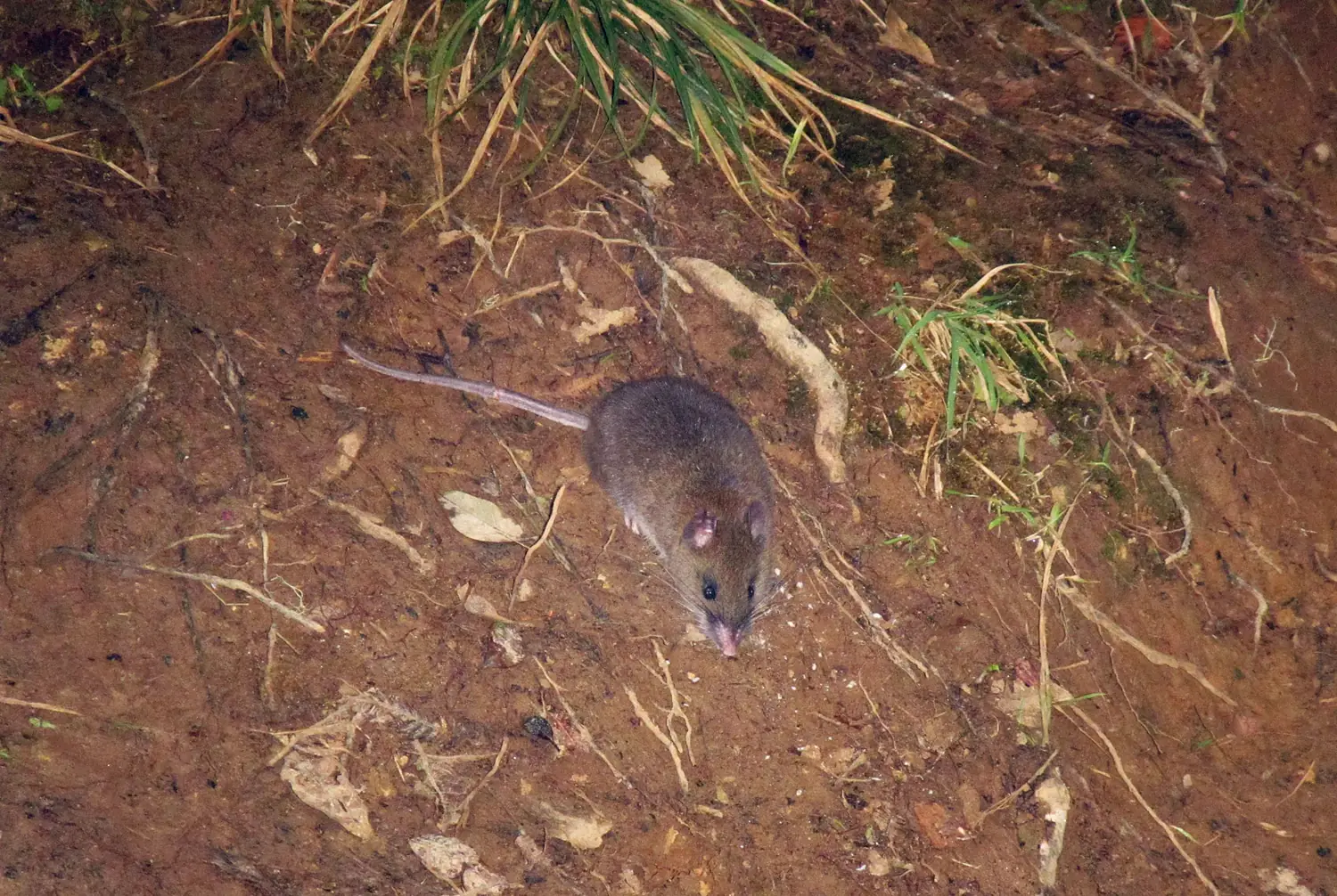 Dwarf Cloud Rat of Mt. Pulag