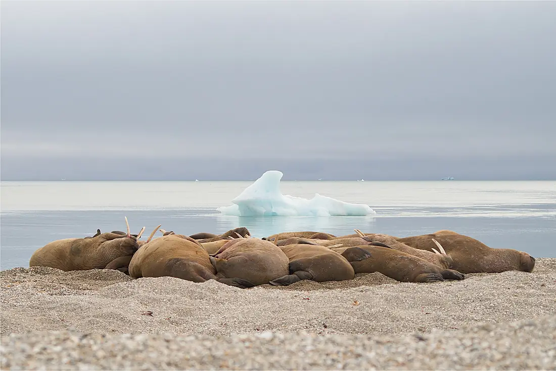 Walruses in Nordaustlandet, Svalbard 2013-08-04