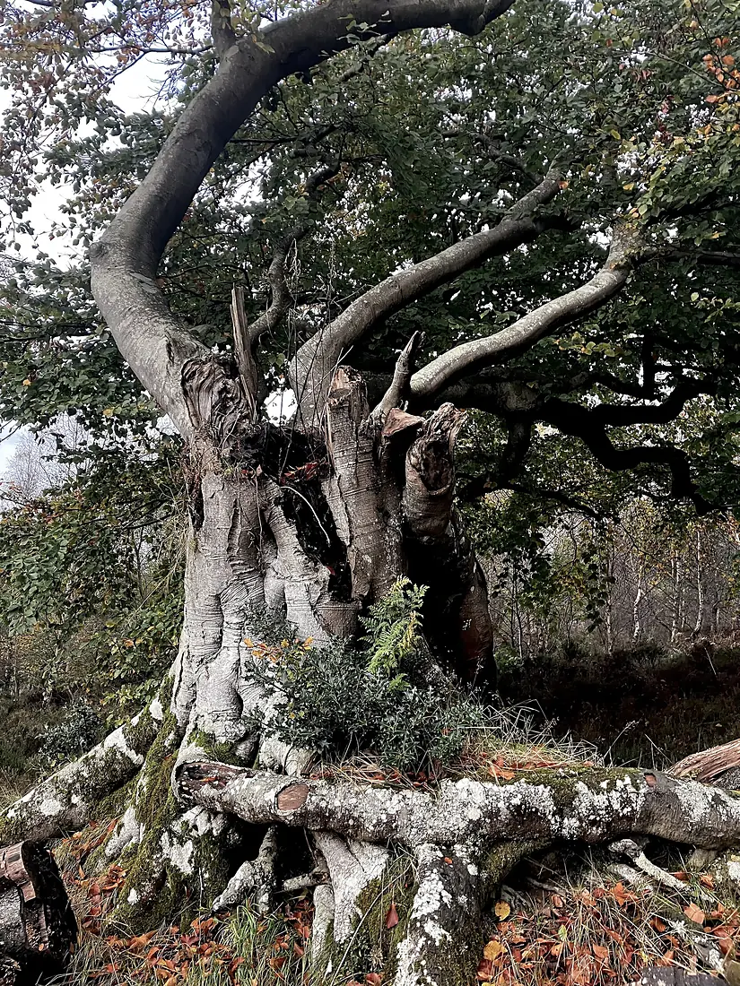 Ancient Beech near Holystone