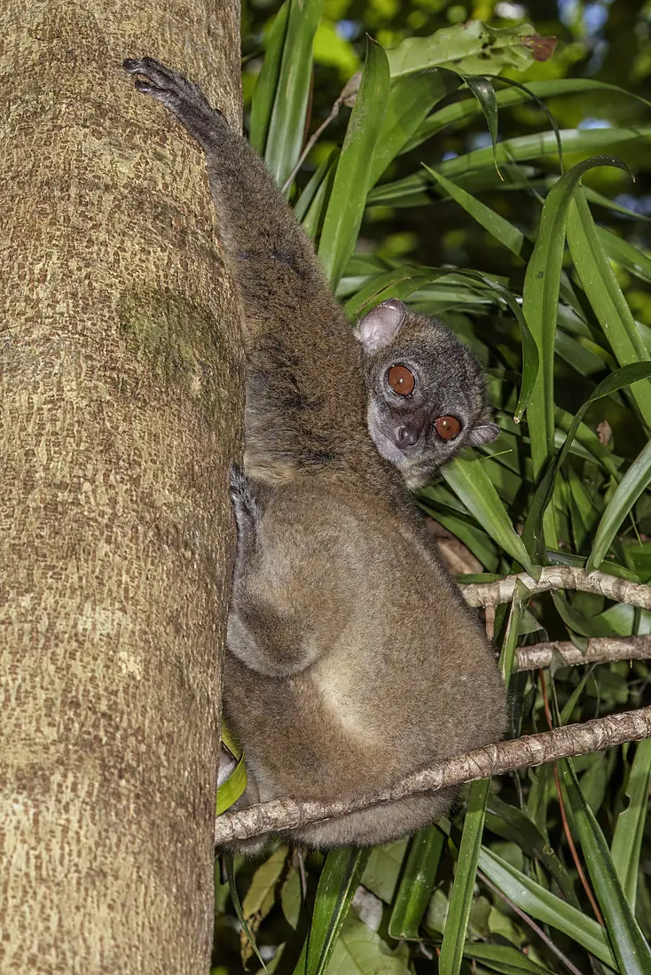 Nosy Be sportive lemur (Lepilemur tymerlachsoni)