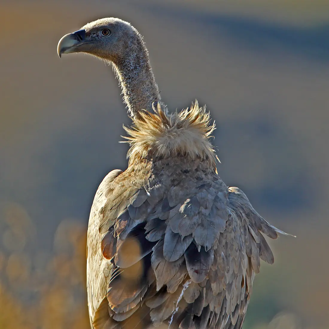 Buitre leonado en La Cañada