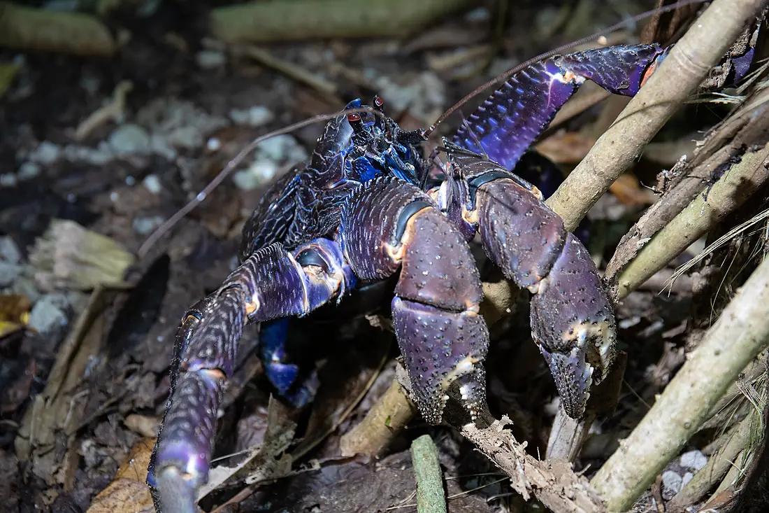 Coconut crab on Palmyra Atoll (54340807542)